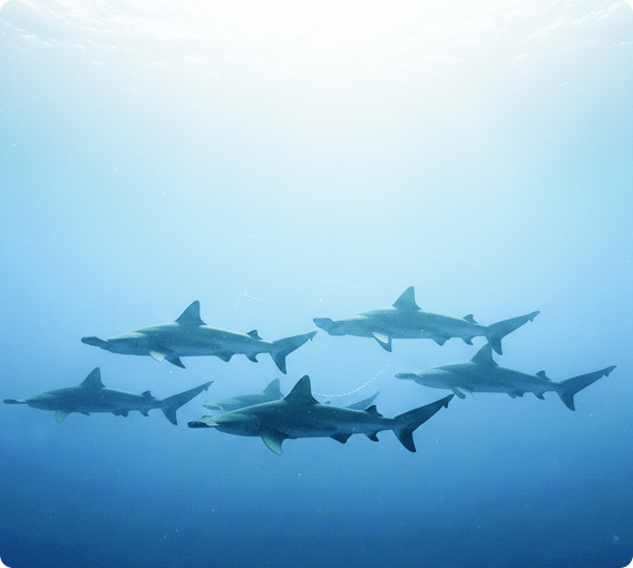 Hammerhead sharks
