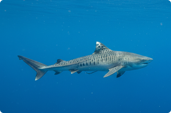 Tiger sharks