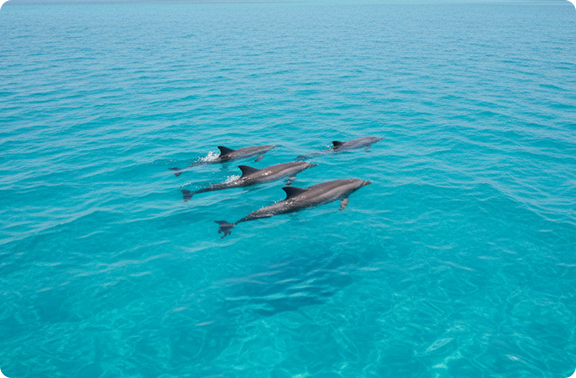 Dolphins