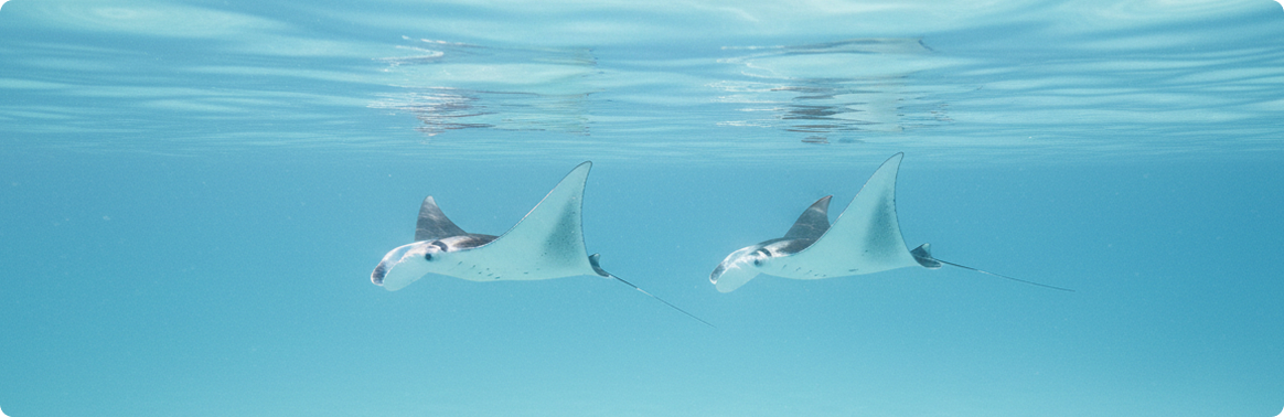 Manta rays