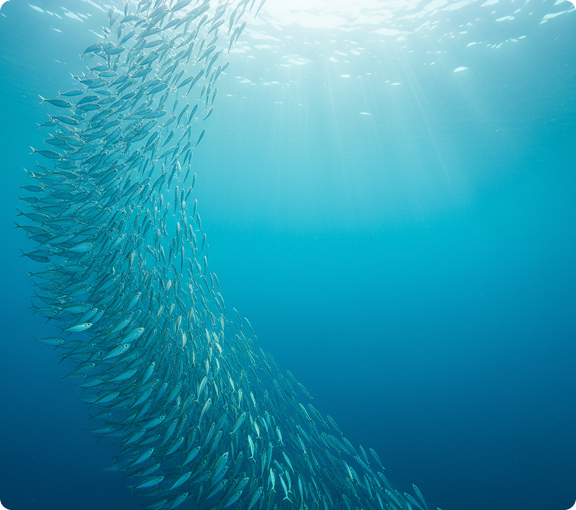 Schools of ocean fish