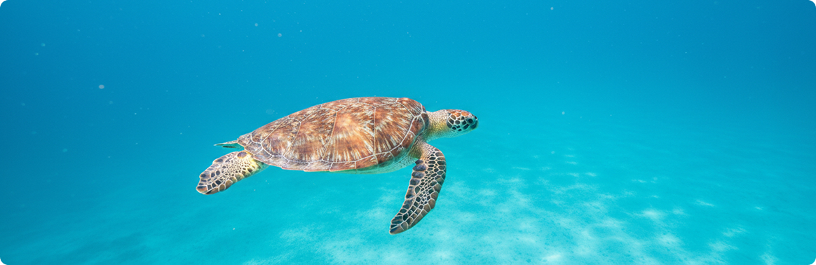 Turtles