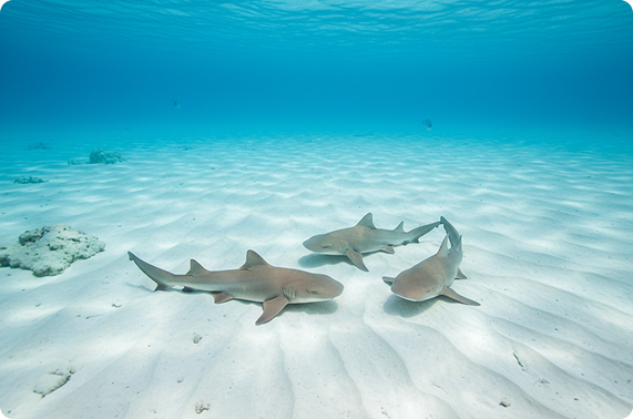 Nurse sharks