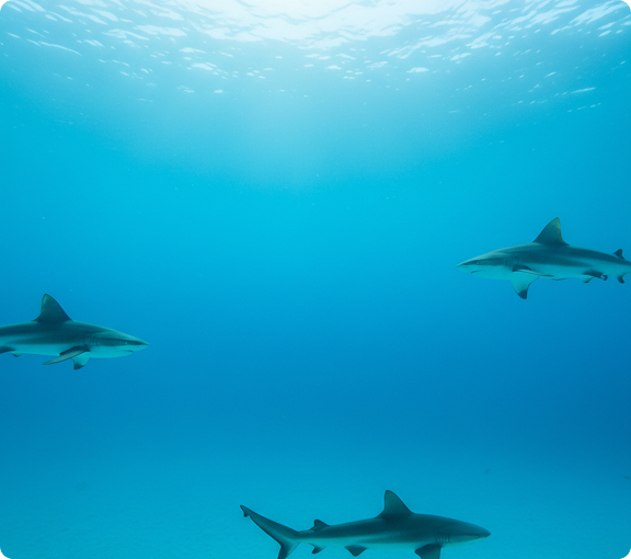 Reef sharks
